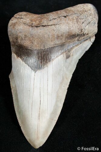 Partial Inch Megalodon Tooth - Dagger! #2497